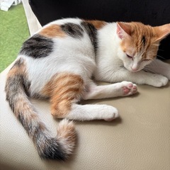 4/27生まれ甘え坊三毛猫ちゃん【受付終了】