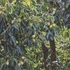 渋柿お譲りします　　無料　の画像