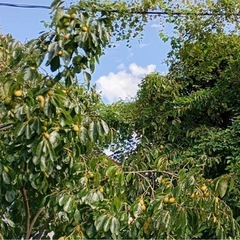 渋柿お譲りします　　無料　の画像
