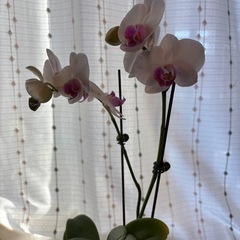胡蝶蘭②の画像