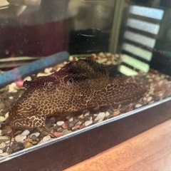 プレコ お譲りしますの画像