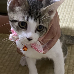 12/21石巻で譲渡会です！５兄妹「ララ♀」