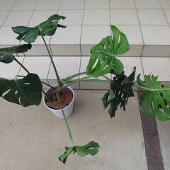観葉植物　大型　モンステラ　鉢植え　陶器鉢付きの画像