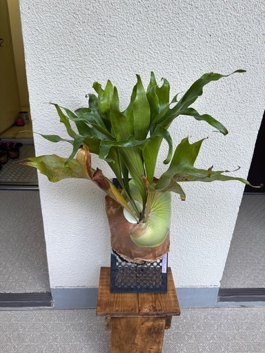 ビカクシダ ヒリー P. hillii
