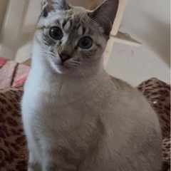 成猫 シャム