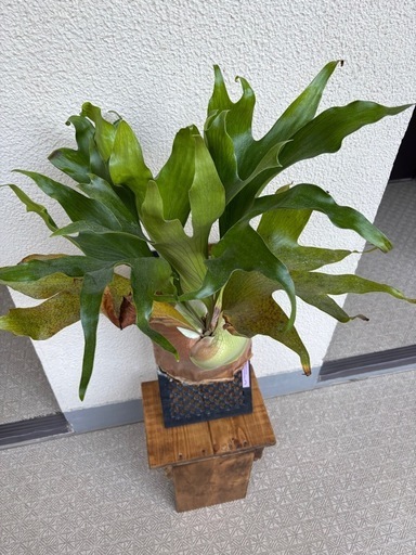 ビカクシダ ヒリー P. hillii
