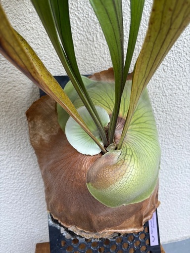 ビカクシダ ヒリー P. hillii
