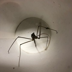 みずカマキリの画像