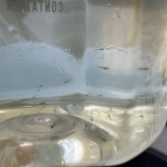 決まりました　オロチ針子15匹+保証分5匹　の画像