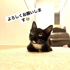 タキシード着て、くつ下履いた女の子🐈‍⬛