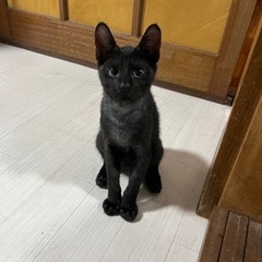 まんまる目の黒猫くん　FF陰性【トライアル可能】