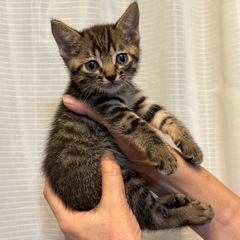 ちっちゃな末っ子甘えん坊君🐯【見学大歓迎】生後40日