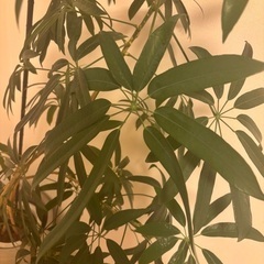観葉植物(フィカス・アンガスティフォリア)の画像