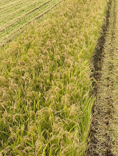 一時新規問い合わせ停止　宮城県栗原市産　新米　玄米ひとめぼれ30キロ　令和７年産　この価格は先着5名様！