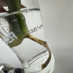 モンステラ きり苗の画像