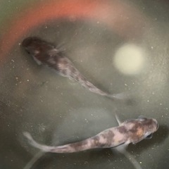 メダカ　和墨キッシング　稚魚の画像