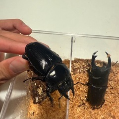 能勢産　ペア　♂88ミリ♀58ミリ　新成虫 オオクワガタ　国産 の画像
