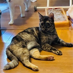 橋の上のメリさん🐈