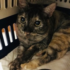🐈まん丸おめめがチャーミングサビ猫メリさん