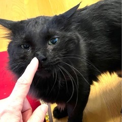 モフモフブラック⭐︎置き去りにされました