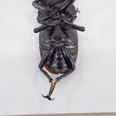 アローコクワ　リエン　ペア（♂1頭♀1頭）2025/9/27の画像
