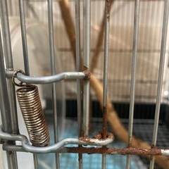 小動物　ゲージ
の画像