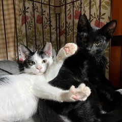 黒猫クロくん