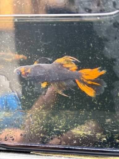 グリフォン1ペア(S)