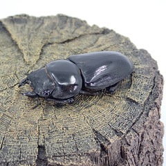 ホペイオオクワガタ　ペア（♂1頭♀1頭）2025/9/27の画像