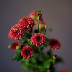 中一光学 Mitakon SPEEDMASTER 80mm F1.6 GFX用の画像