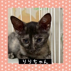 可愛いサビちゃん❤️リリ4ヶ月