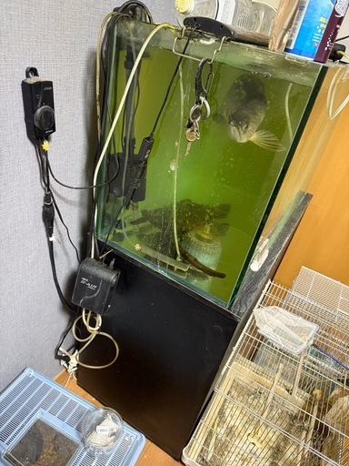 ノーザンバラムンディ、水槽セット、アロワナ