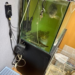 ノーザンバラムンディ、水槽セット、アロワナの画像