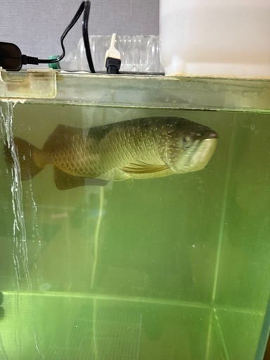 ノーザンバラムンディ、水槽セット、アロワナ