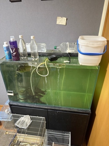 ノーザンバラムンディ、水槽セット、アロワナ