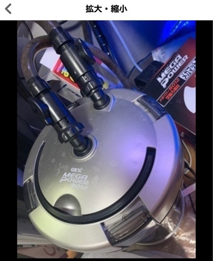 ノーザンバラムンディ、水槽セット、アロワナ