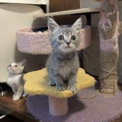 子猫ちゃん！