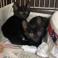ブラックスモーク約2ヶ月子猫里親募集！