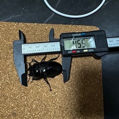 タランドゥスオオツヤクワガタ　ペアの画像