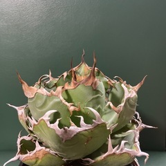 アガベ 白鯨の画像