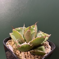 アガベ 南非白鑽石の画像