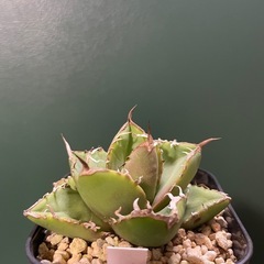 アガベ 南非白鑽石の画像