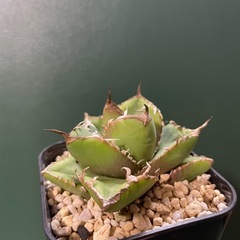アガベ 南非白鑽石の画像