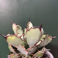 アガベ　BBの画像