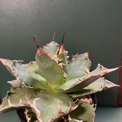 アガベ　狂刺の画像