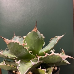 アガベ　狂刺の画像