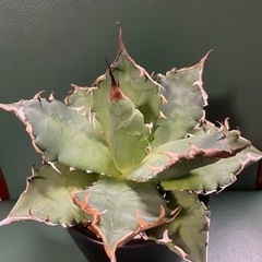 アガベ　狂刺の画像