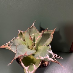 アガベ　狂刺の画像