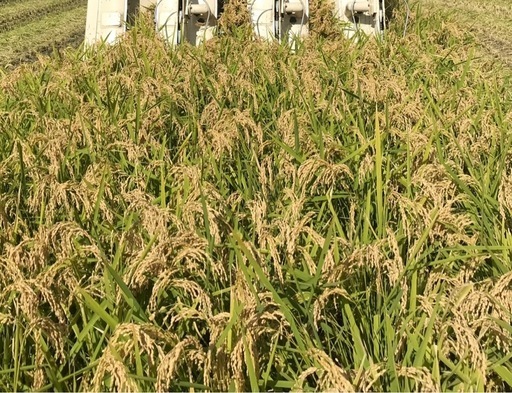 キヌヒカリ 新米 玄米30kg 令和7年産 農家直送