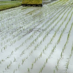 令和7年産　キヌヒカリ 新米 玄米30kg 農家直送の画像